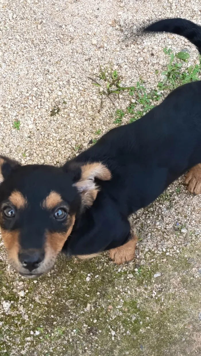 Cachorro ra a Basset-Cofap idade 2 a 6 meses nome Sem nome