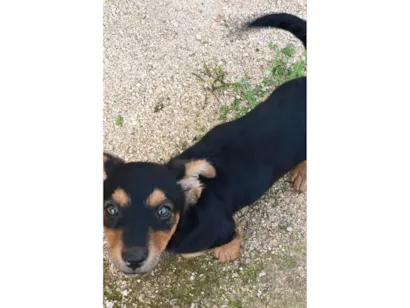 Cachorro raça Basset-Cofap idade 2 a 6 meses nome Sem nome