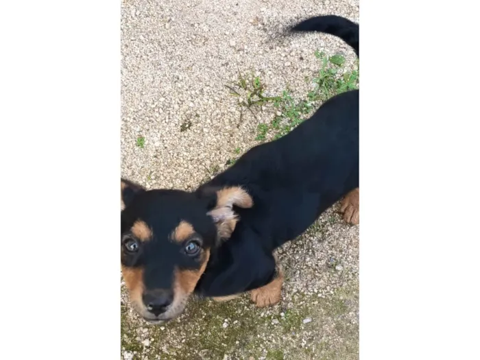 Cachorro ra a Basset-Cofap idade 2 a 6 meses nome Sem nome