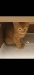 Biki