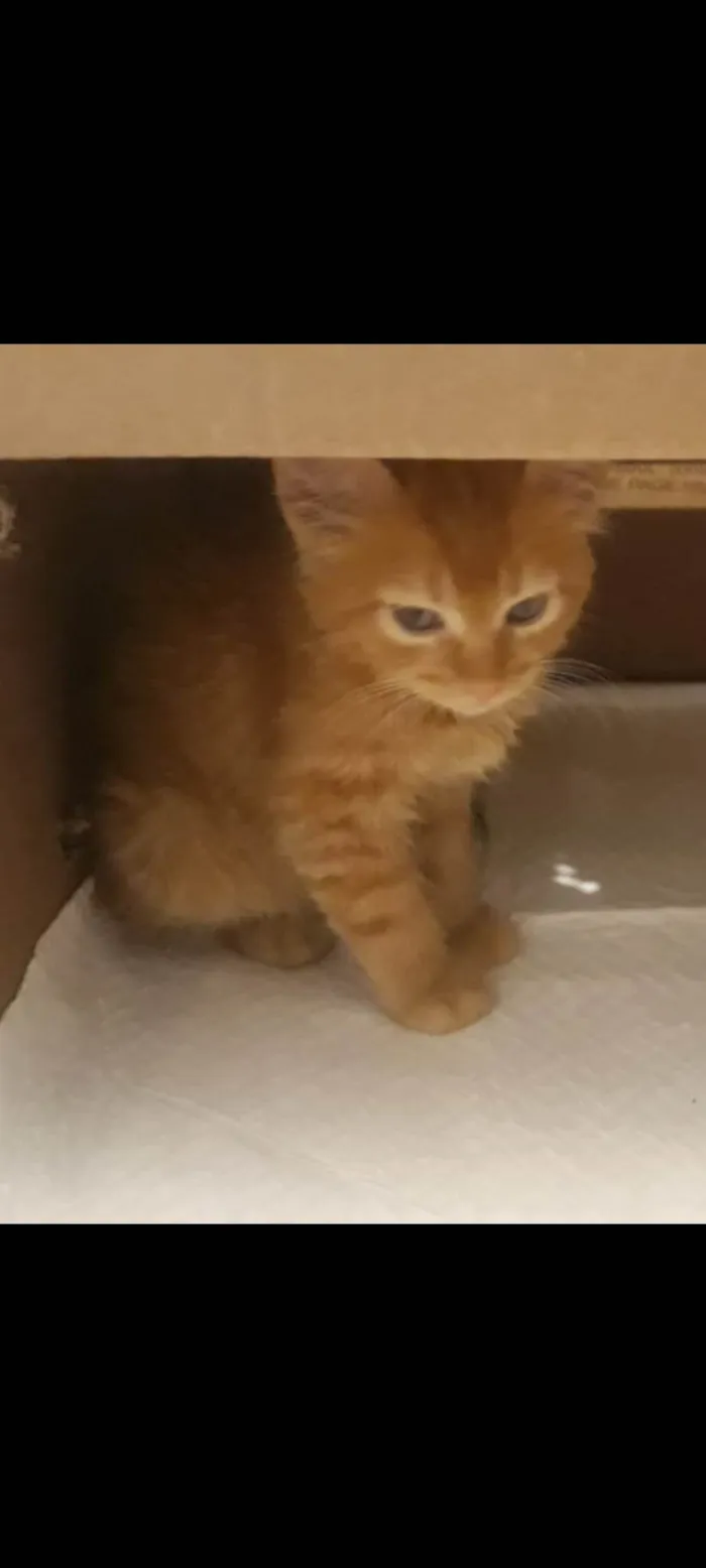 Gato ra a SRD-ViraLata idade 2 a 6 meses nome Biki