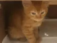 Biki