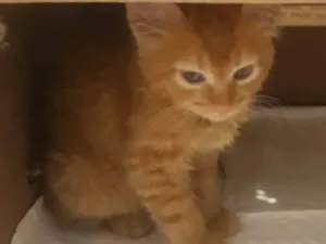 Gato raça SRD-ViraLata idade 2 a 6 meses nome Biki