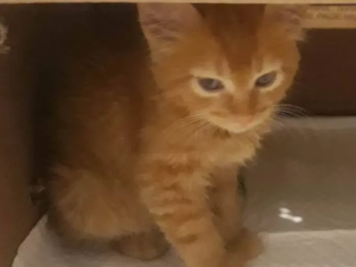 Gato ra a SRD-ViraLata idade 2 a 6 meses nome Biki