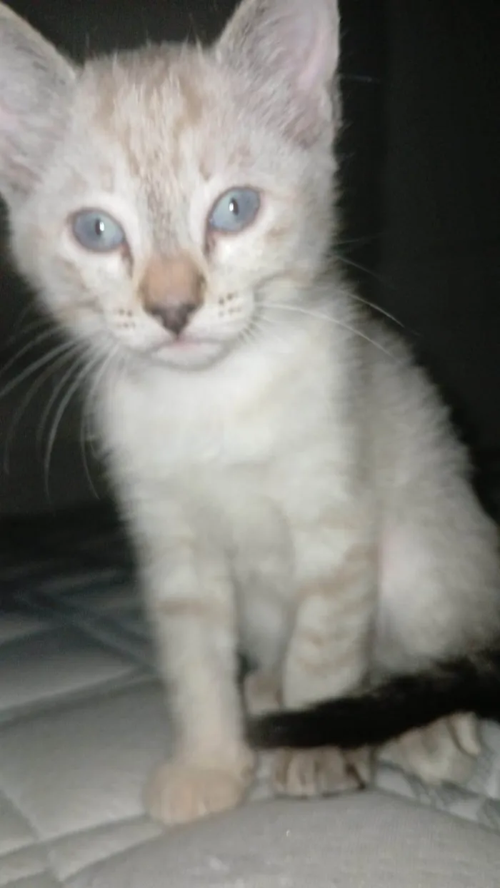 Gato ra a SRD-ViraLata idade 2 a 6 meses nome Sem nome 