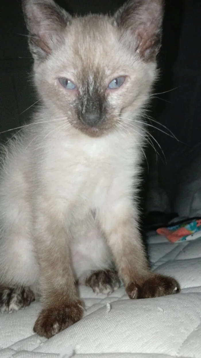 Gato ra a SRD-ViraLata idade 2 a 6 meses nome Sem nome 