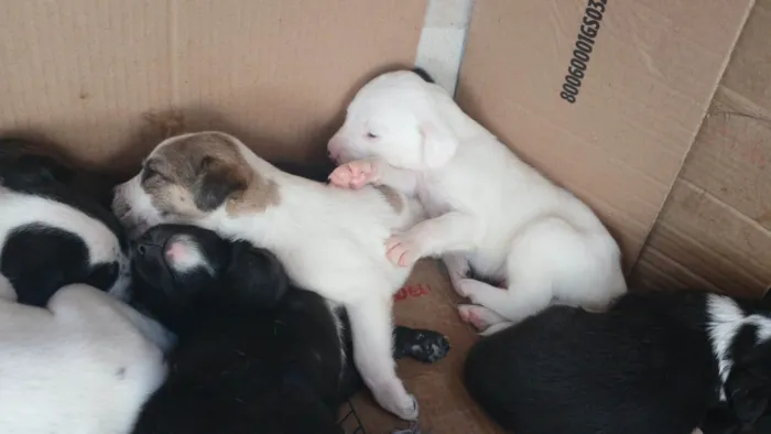 Cachorro ra a SRD-ViraLata idade Abaixo de 2 meses nome MARIA EDUARDA 