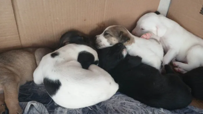 Cachorro ra a SRD-ViraLata idade Abaixo de 2 meses nome MARIA EDUARDA 