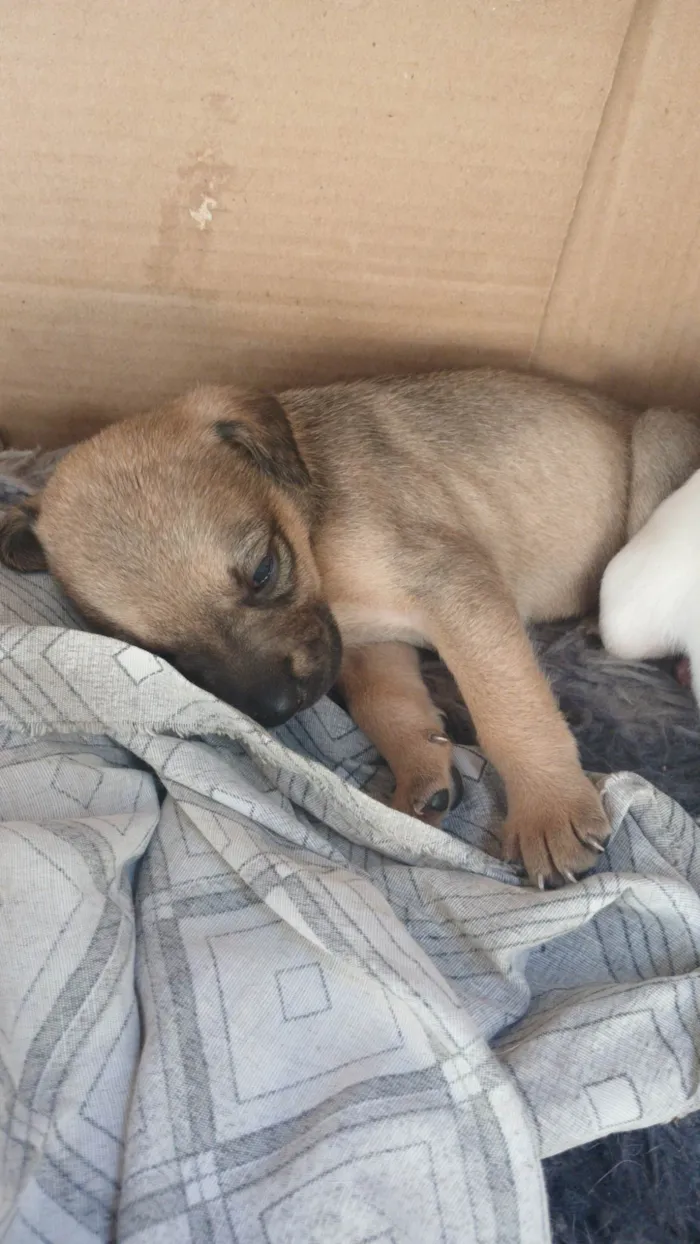 Cachorro ra a SRD-ViraLata idade Abaixo de 2 meses nome MARIA EDUARDA 