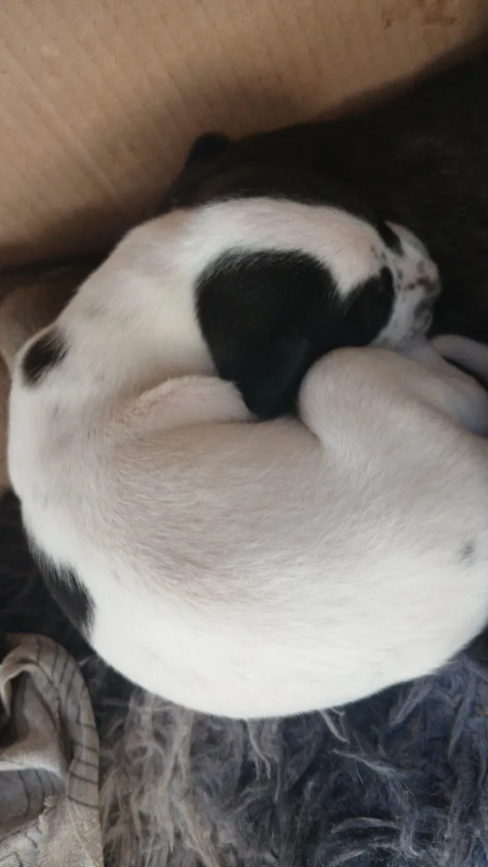 Cachorro ra a SRD-ViraLata idade Abaixo de 2 meses nome MARIA EDUARDA 