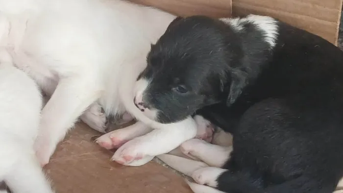 Cachorro ra a SRD-ViraLata idade Abaixo de 2 meses nome MARIA EDUARDA 