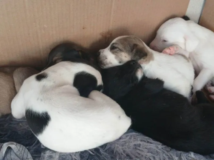 Cachorro ra a SRD-ViraLata idade Abaixo de 2 meses nome MARIA EDUARDA 