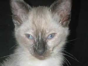 Gato raça SRD-ViraLata idade 2 a 6 meses nome Sem nome 