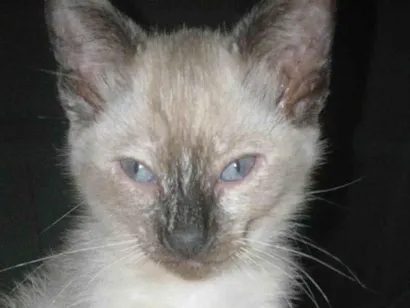 Gato raça SRD-ViraLata idade 2 a 6 meses nome Sem nome 