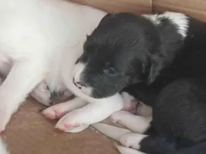 Cachorro raça SRD-ViraLata idade Abaixo de 2 meses nome MARIA EDUARDA 