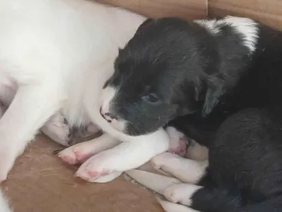 Cachorro raça SRD-ViraLata idade Abaixo de 2 meses nome MARIA EDUARDA 