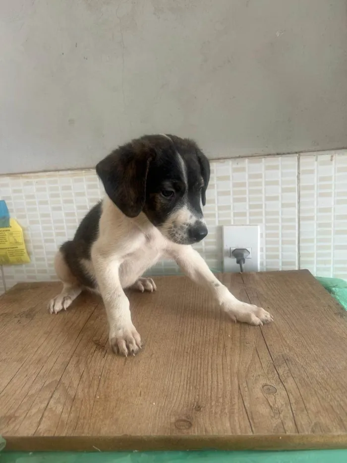 Cachorro ra a SRD-ViraLata idade Abaixo de 2 meses nome Malhado preto e branco