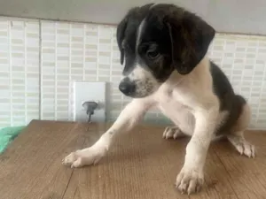 Cachorro raça SRD-ViraLata idade Abaixo de 2 meses nome Malhado preto e branco