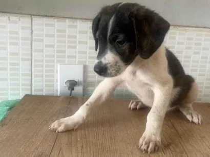 Cachorro raça SRD-ViraLata idade Abaixo de 2 meses nome Malhado preto e branco