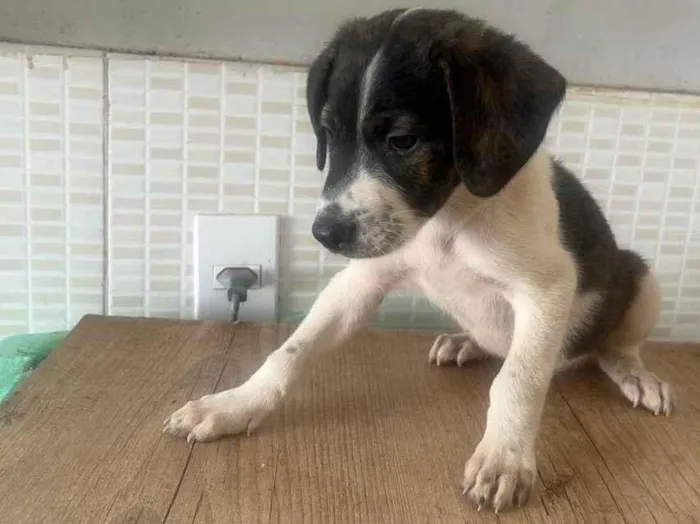 Cachorro ra a SRD-ViraLata idade Abaixo de 2 meses nome Malhado preto e branco
