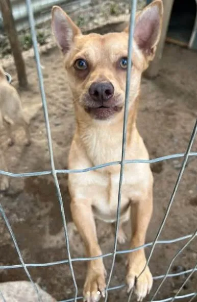 Cachorro ra a SRD-ViraLata idade 2 anos nome ROMEU Porte P