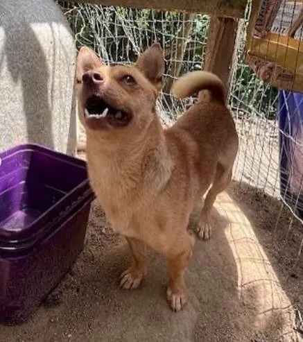 Cachorro ra a SRD-ViraLata idade 2 anos nome ROMEU Porte P