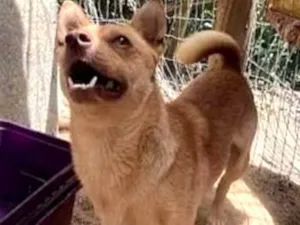 Cachorro raça SRD-ViraLata idade 2 anos nome ROMEU Porte P