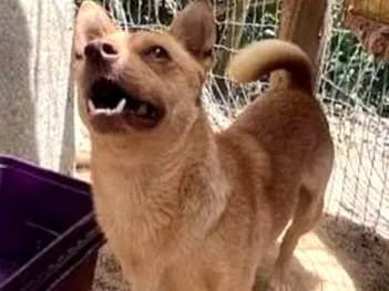 Cachorro raça SRD-ViraLata idade 2 anos nome ROMEU Porte P