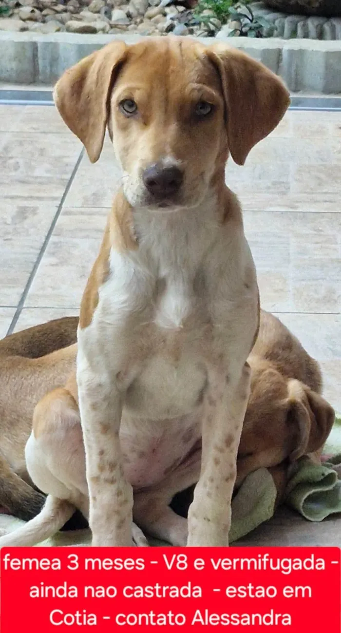 Cachorro ra a SRD-ViraLata idade 2 a 6 meses nome Mel