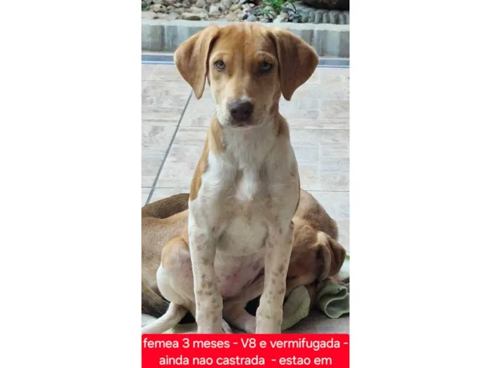 Cachorro ra a SRD-ViraLata idade 2 a 6 meses nome Mel