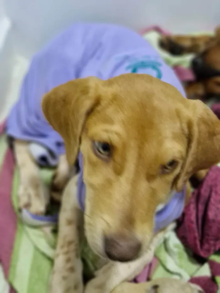 Cachorro ra a SRD-ViraLata idade 2 a 6 meses nome Mel