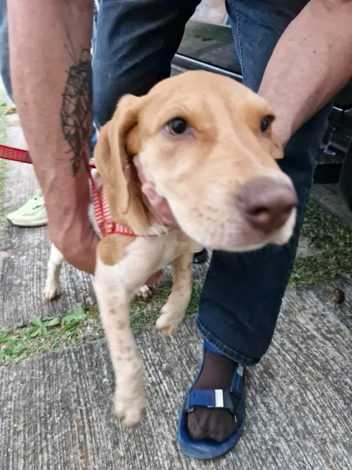 Cachorro ra a SRD-ViraLata idade 2 a 6 meses nome Mel