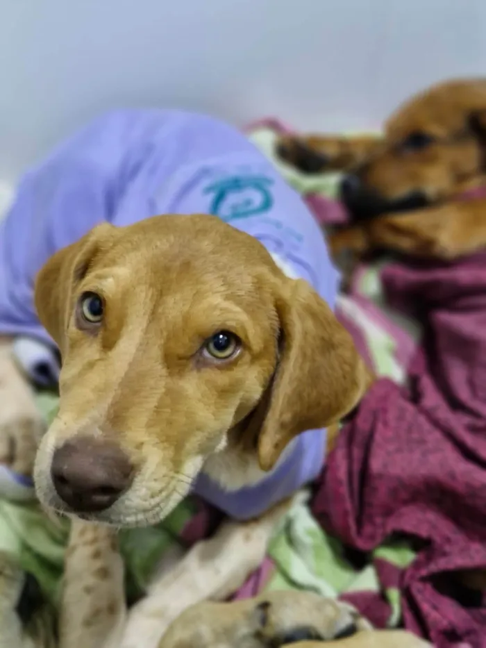 Cachorro ra a SRD-ViraLata idade 2 a 6 meses nome Mel