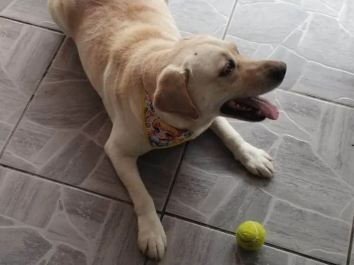Cachorro ra a Labrador idade 6 ou mais anos nome Maia