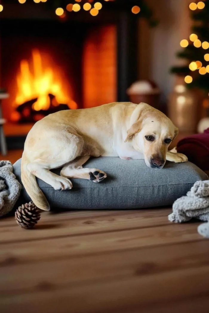 Cachorro ra a Labrador idade 6 ou mais anos nome Maia