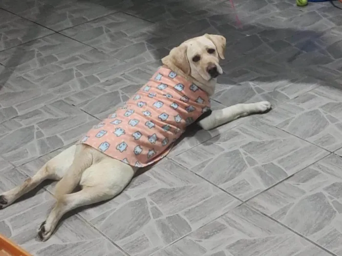 Cachorro ra a Labrador idade 6 ou mais anos nome Maia