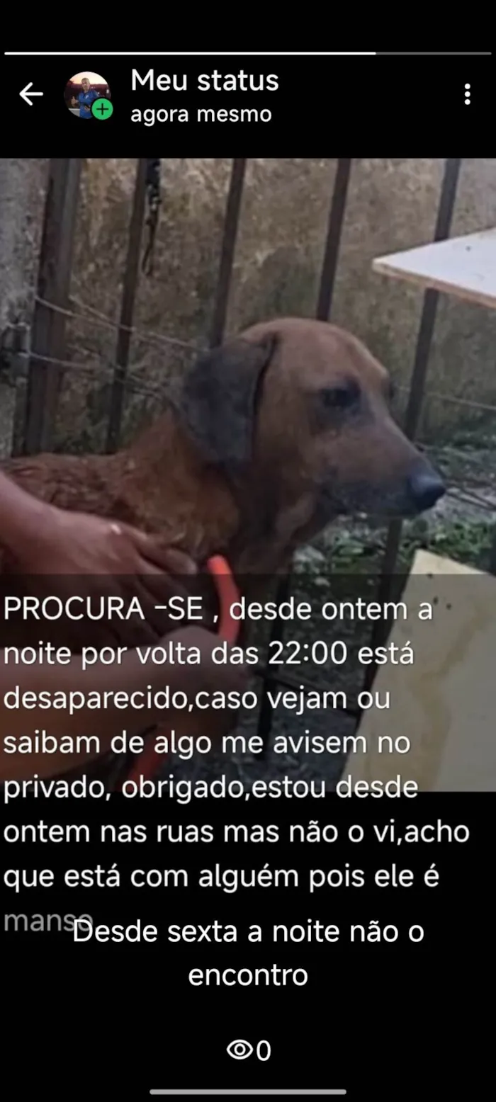 Cachorro ra a Basset-Cofap idade 6 ou mais anos nome Luppy