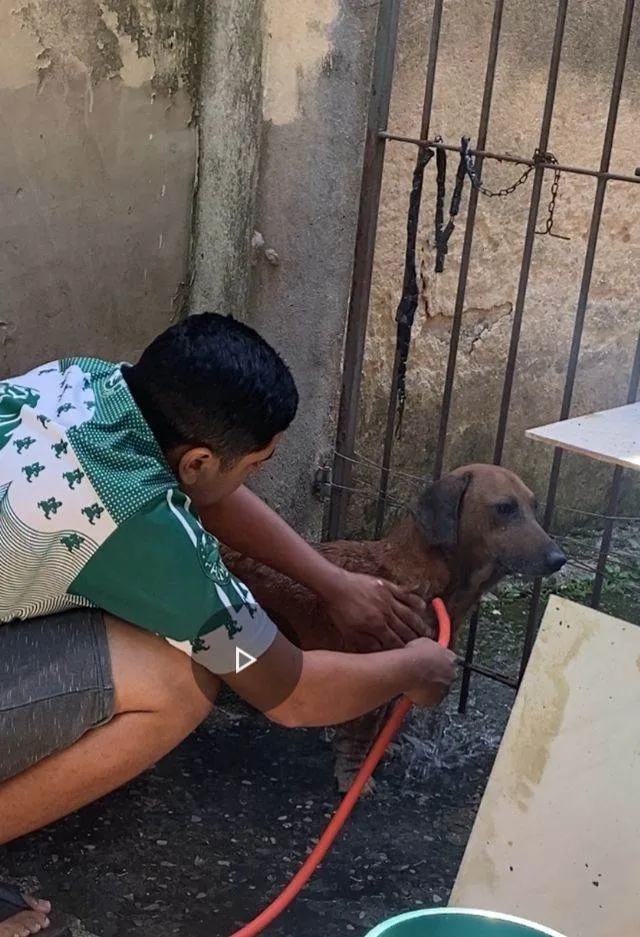Cachorro ra a Basset-Cofap idade 6 ou mais anos nome Luppy