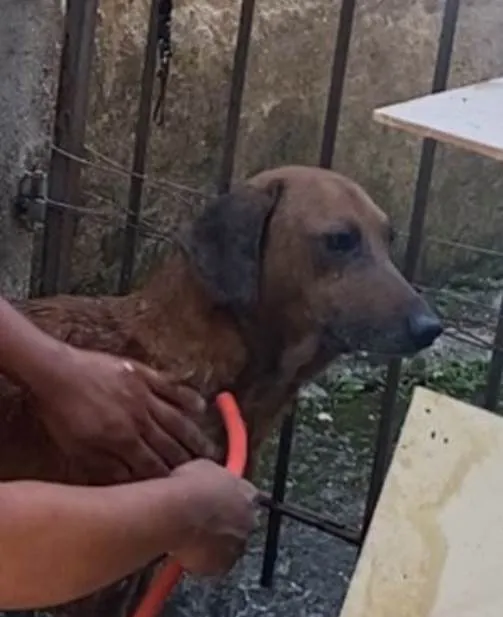 Cachorro ra a Basset-Cofap idade 6 ou mais anos nome Luppy