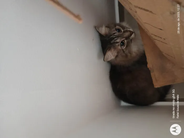 Gato ra a Ragdoll idade 6 ou mais anos nome Kikita
