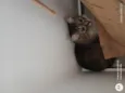 Kikita
