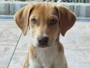 Cachorro raça SRD-ViraLata idade 2 a 6 meses nome Mel
