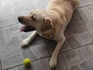 Cachorro raça Labrador idade 6 ou mais anos nome Maia