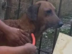 Cachorro raça Basset-Cofap idade 6 ou mais anos nome Luppy