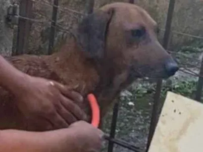 Cachorro raça Basset-Cofap idade 6 ou mais anos nome Luppy