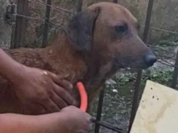 Cachorro ra a Basset-Cofap idade 6 ou mais anos nome Luppy