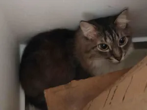 Gato raça Ragdoll idade 6 ou mais anos nome Kikita