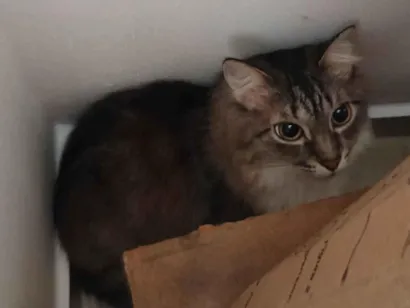 Gato raça Ragdoll idade 6 ou mais anos nome Kikita