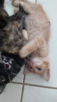 Simba