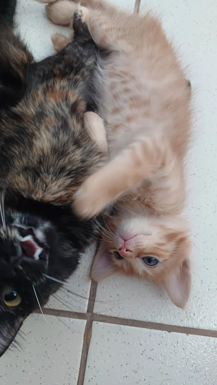Gato ra a SRD-ViraLata idade Abaixo de 2 meses nome Simba